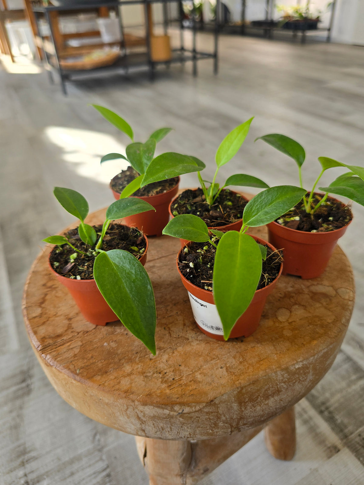 Anthurium wendlingeri