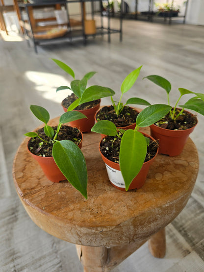 Anthurium wendlingeri