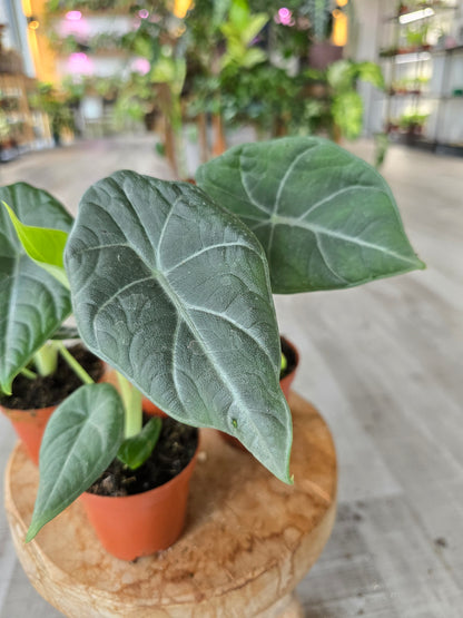 Alocasia Maharani