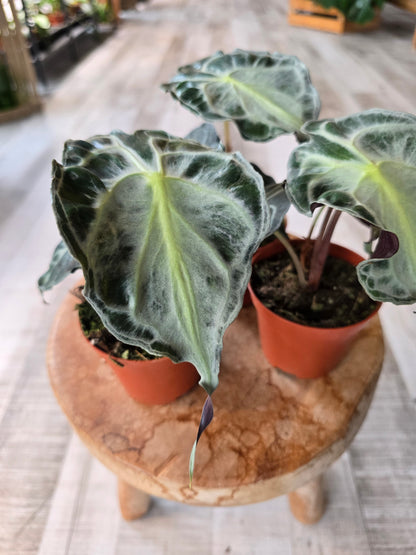 Alocasia Venom