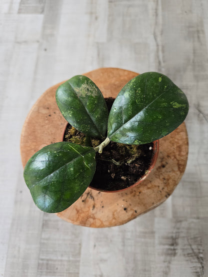 Hoya deykeae