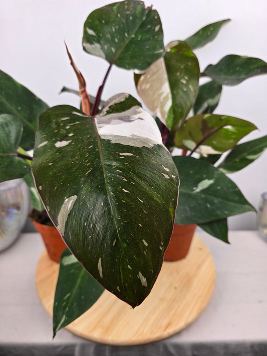 Philodendron 'Red Anderson'