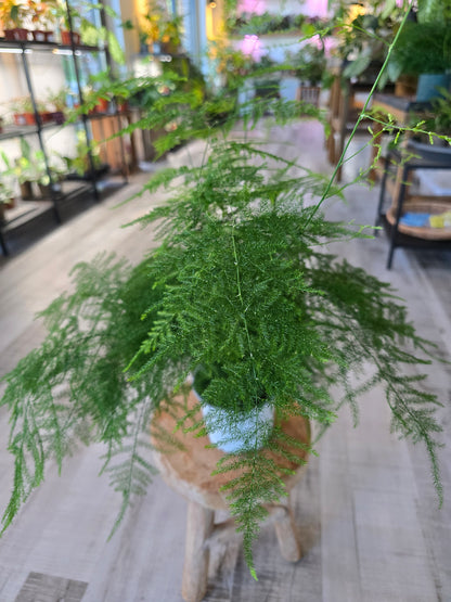 Asparagus setaceus
