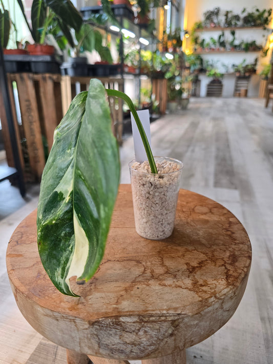 Monstera Lechleriana variegata (RC7)