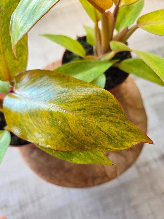 Philodendron Orange Marmalade