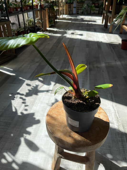 Philodendron Summer Glory (SC)