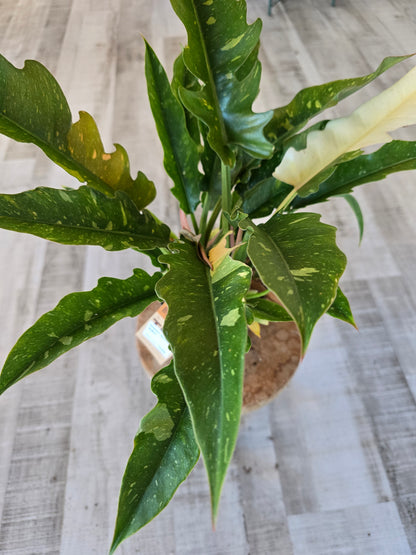 Philodendron 'Ring of Fire'