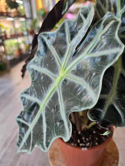 Alocasia Polly