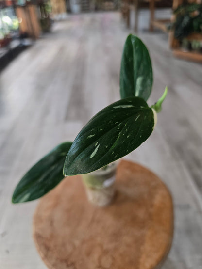 Monstera standleyana (Philodendron Cobra) (RC)