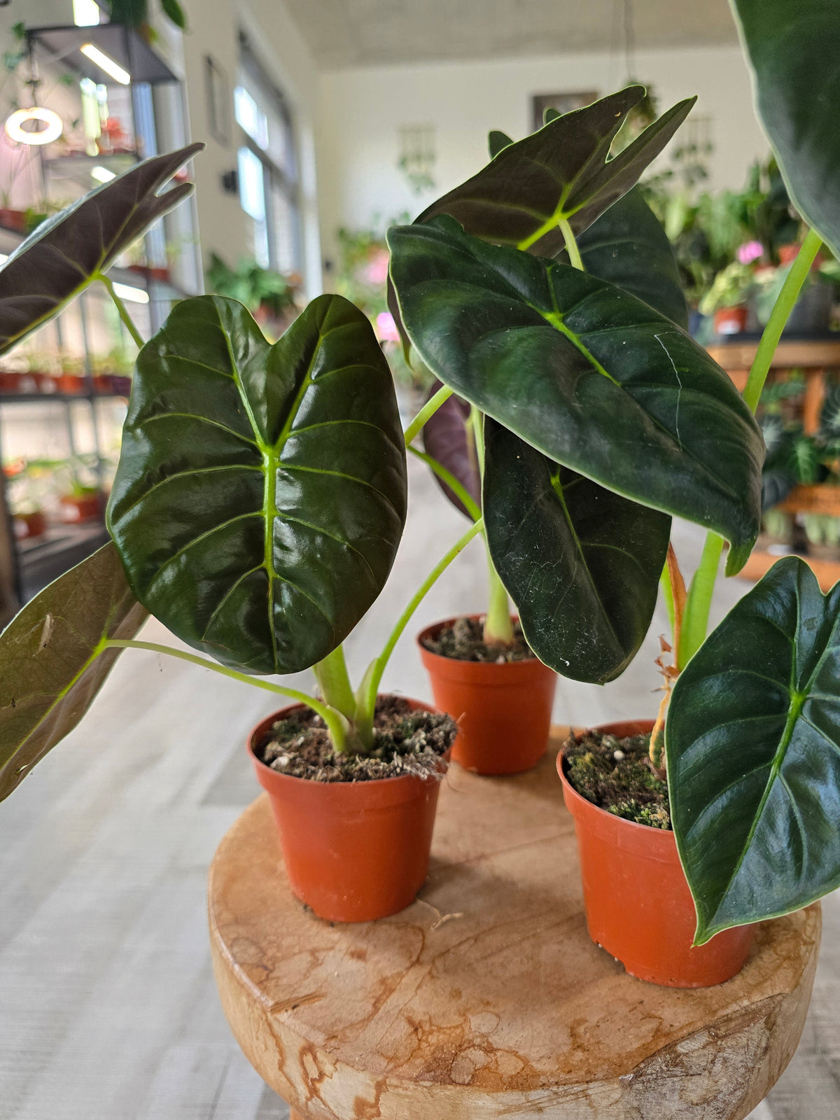 Alocasia 'Golden Bone'