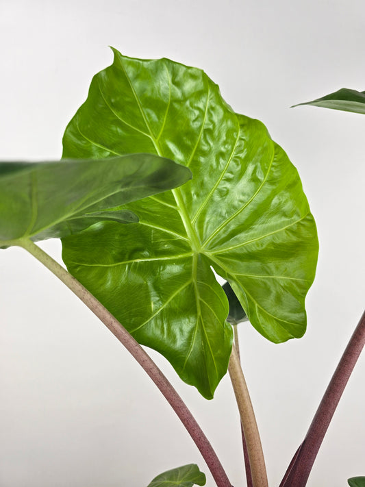 Alocasia Imperial Red