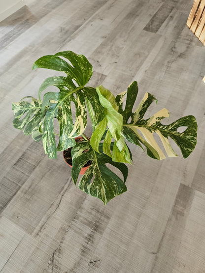 Monstera deliciosa variegata (3)