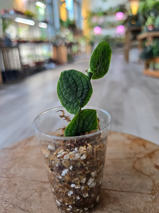 Rhaphidophora Tenuis Silver (RC)