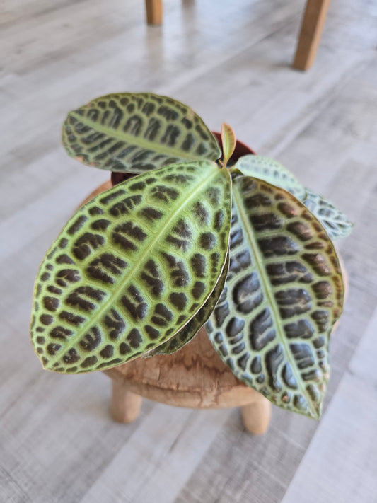 Labisia 'Turtle Back'