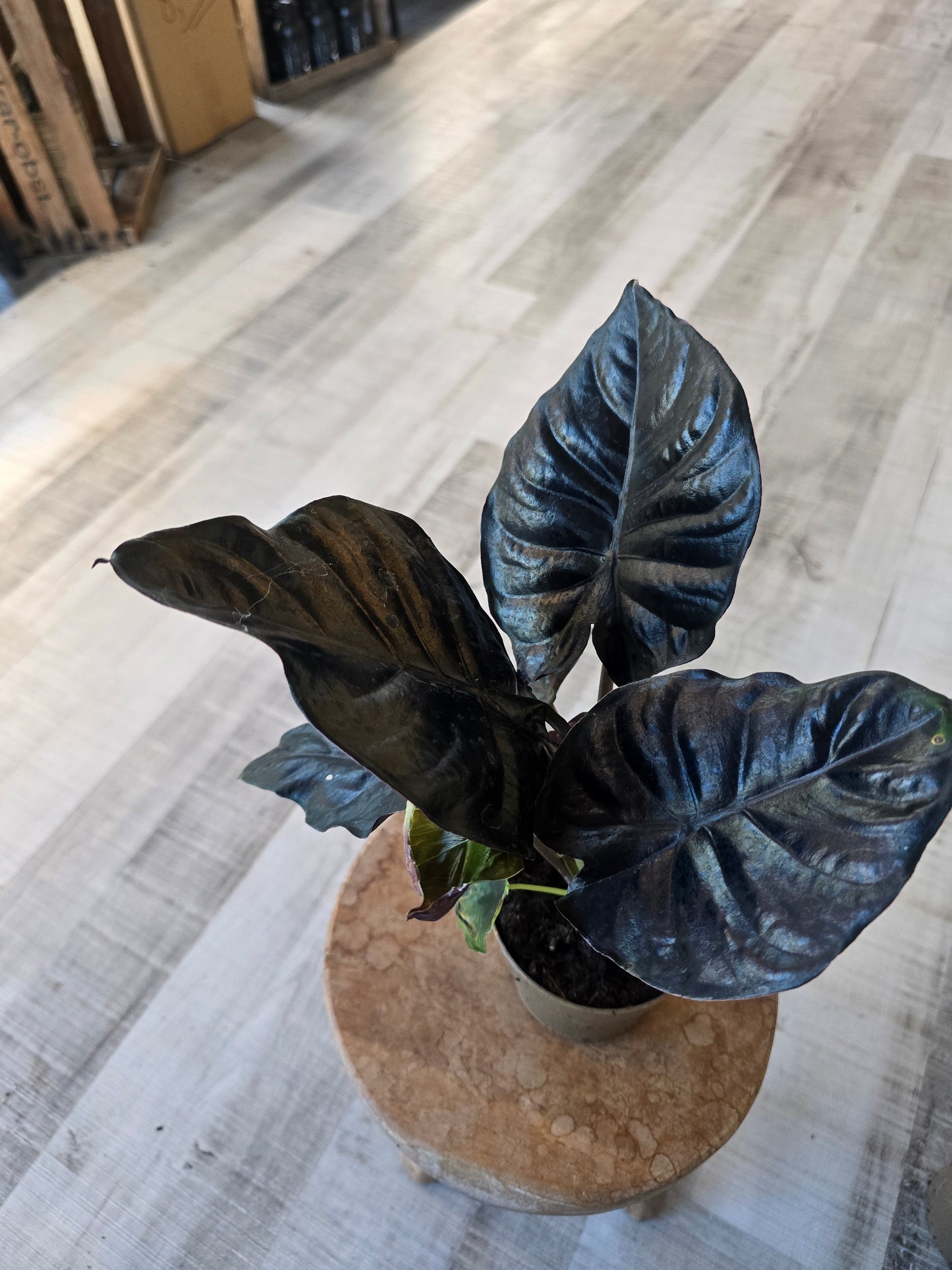 Alocasia infernalis 'Black Magic'