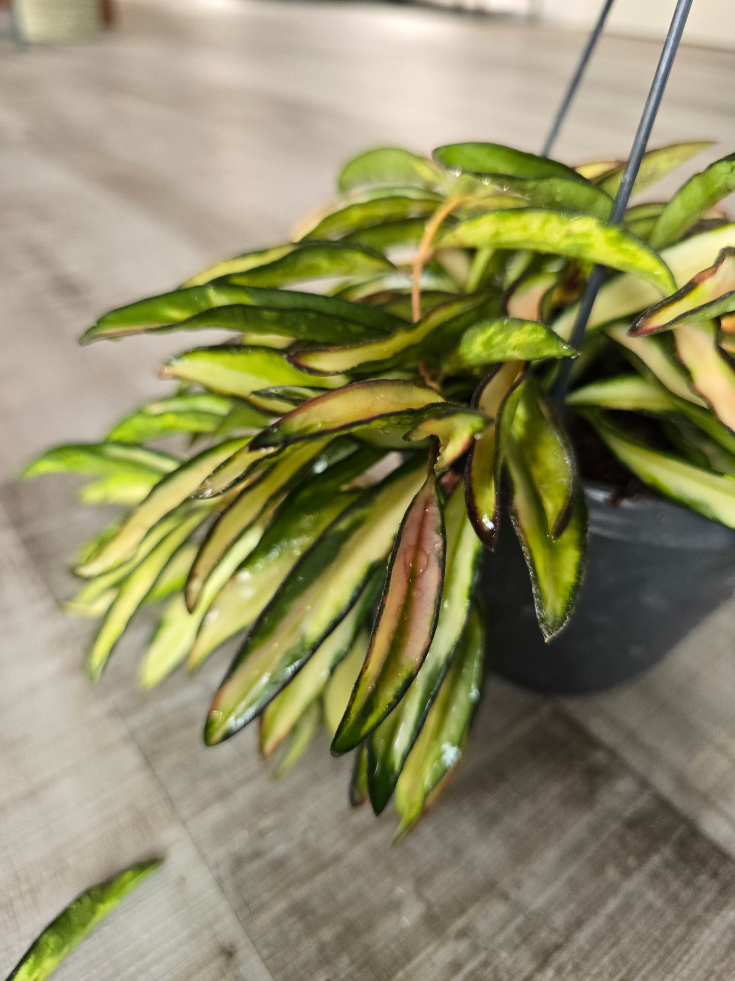 Hoya wayetii Tricolor