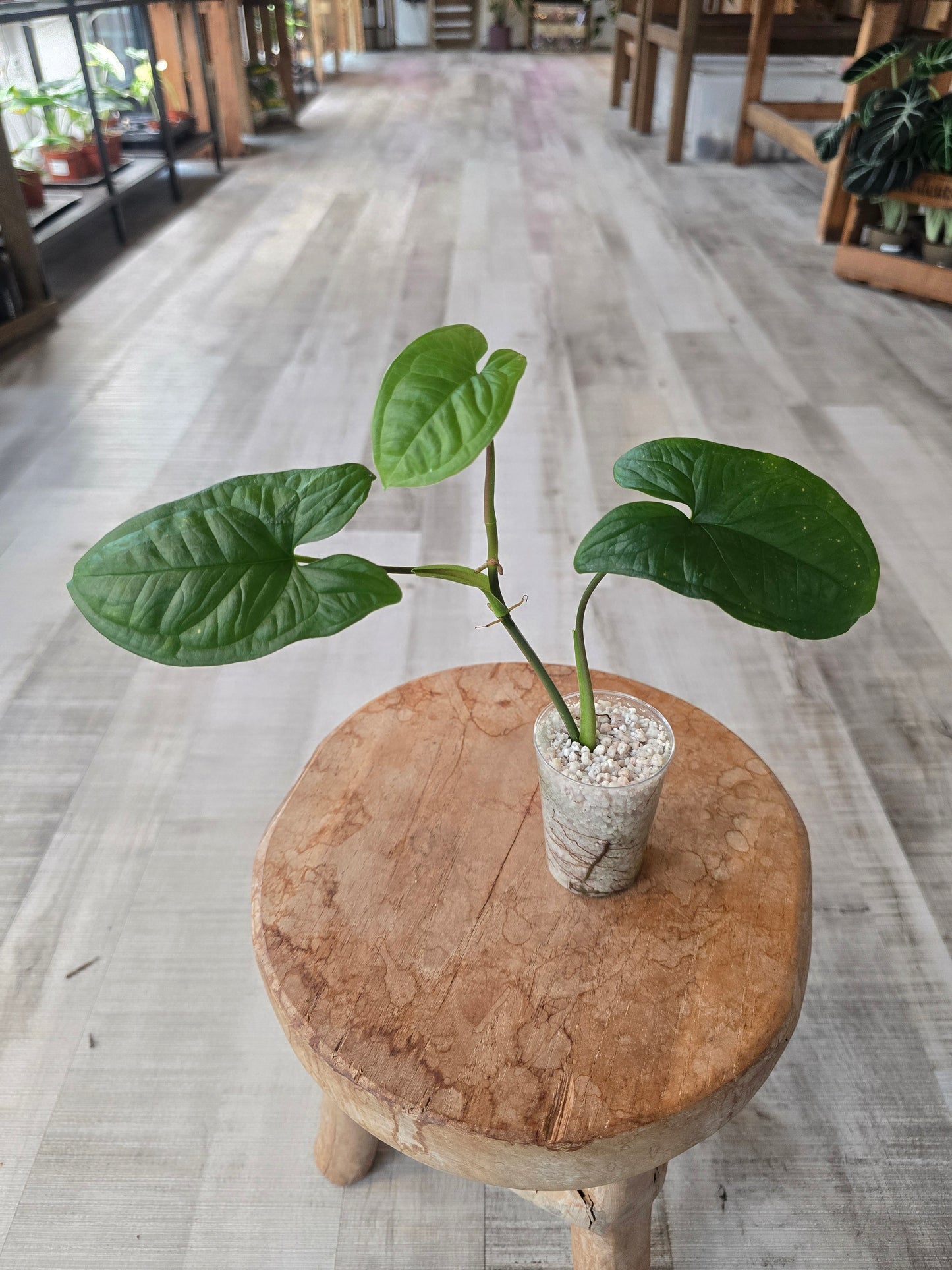 Syngonium sp. Costa Rica (JP1)
