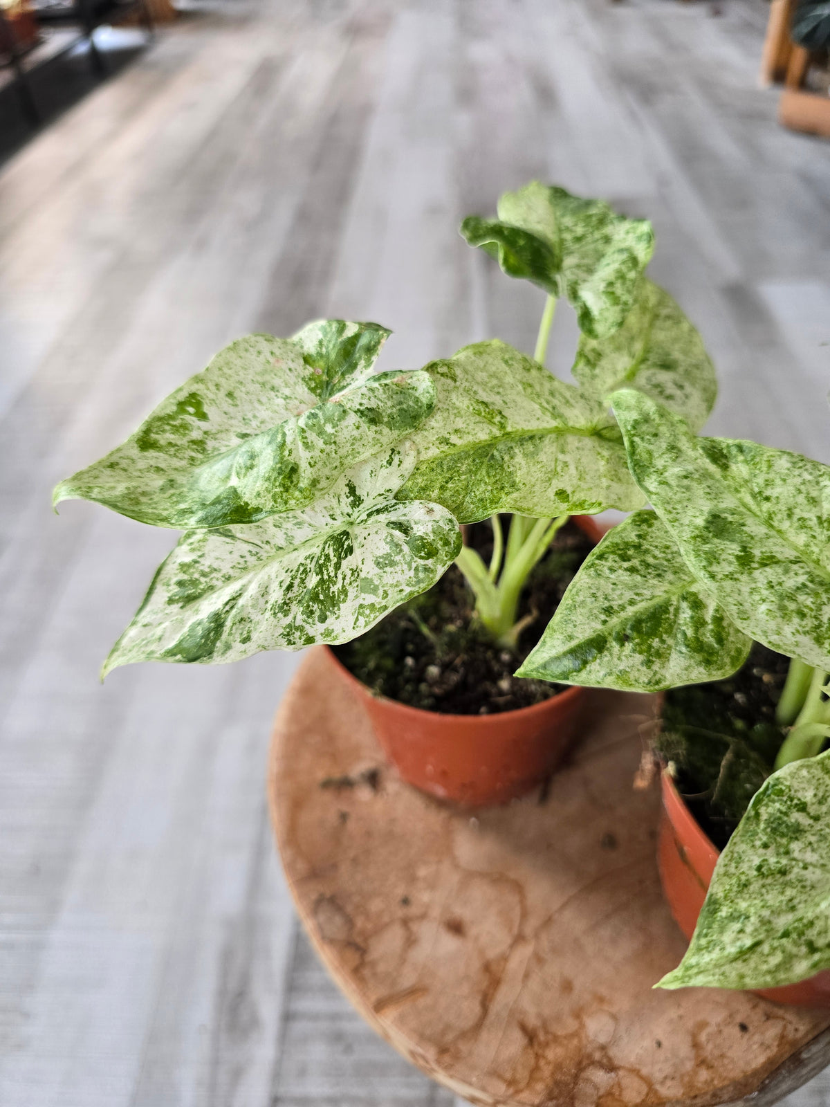 Alocasia odora 'Batik Variegata'