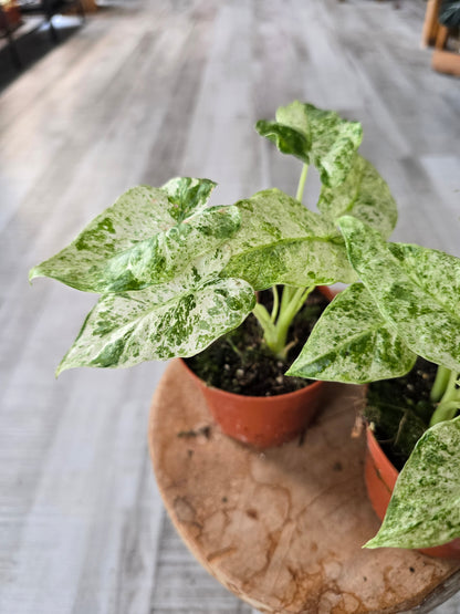 Alocasia odora 'Batik Variegata'