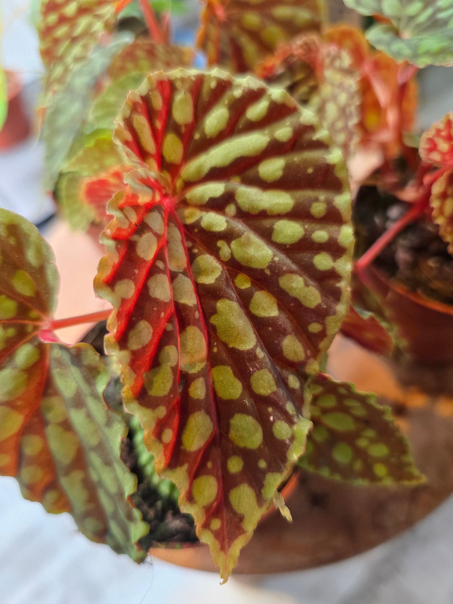 Begonia Chlorosticta