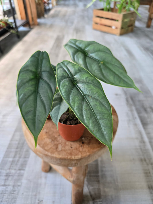 Alocasia Puncak Borneensis