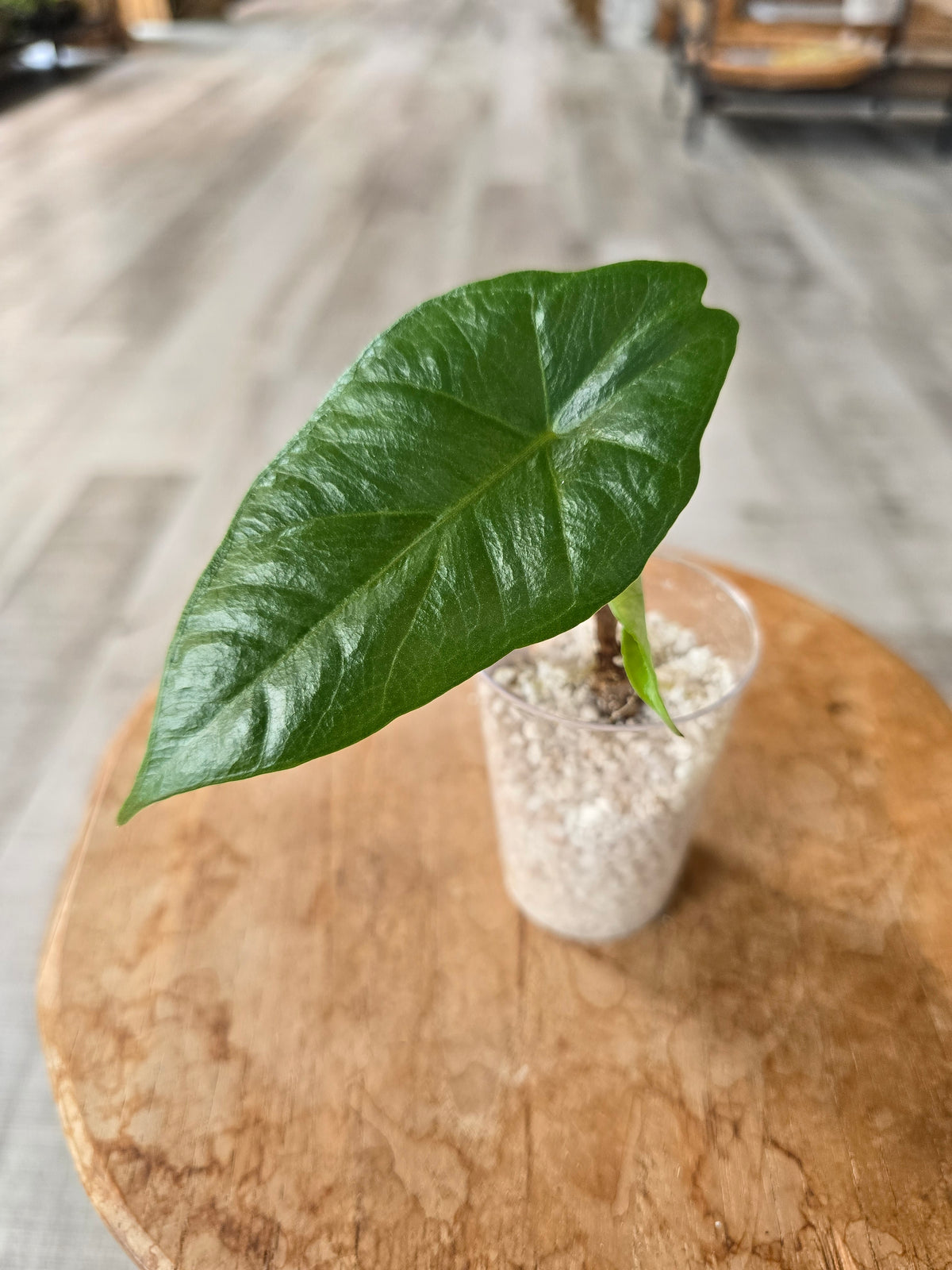 Alocasia Heterophylla (JP)