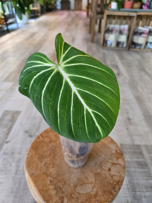 Philodendron Gloriosum Verde (JP1)