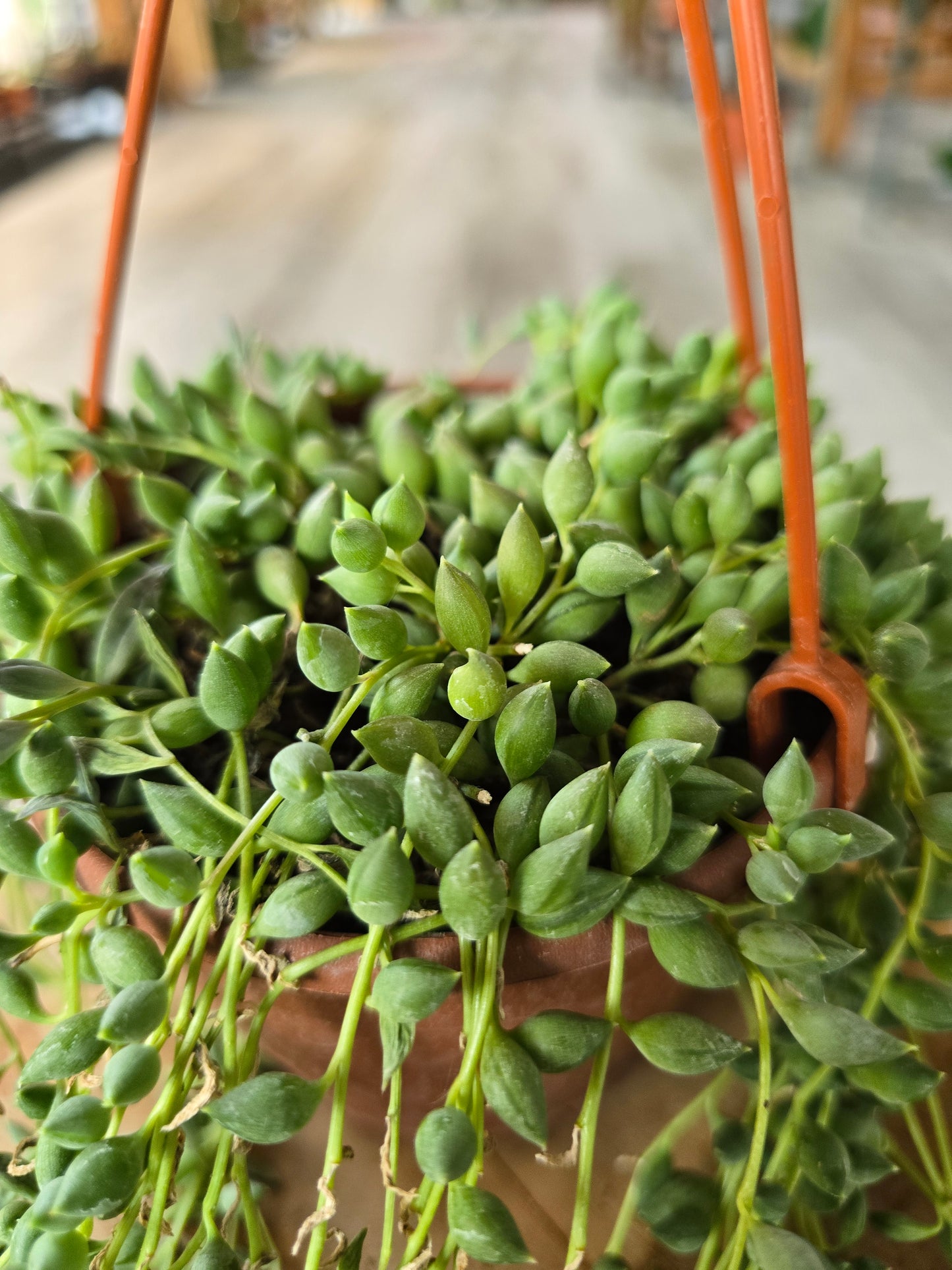 Senecio herreianus - Tränenschnur