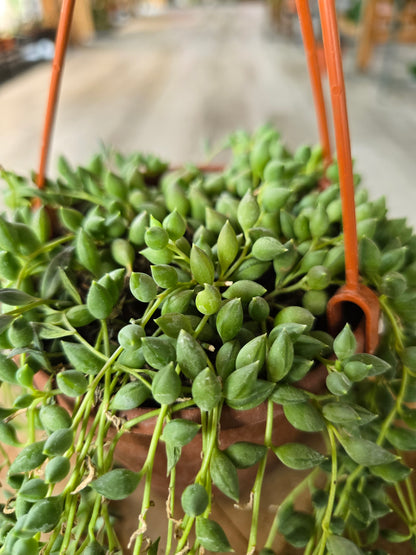 Senecio herreianus - Tränenschnur