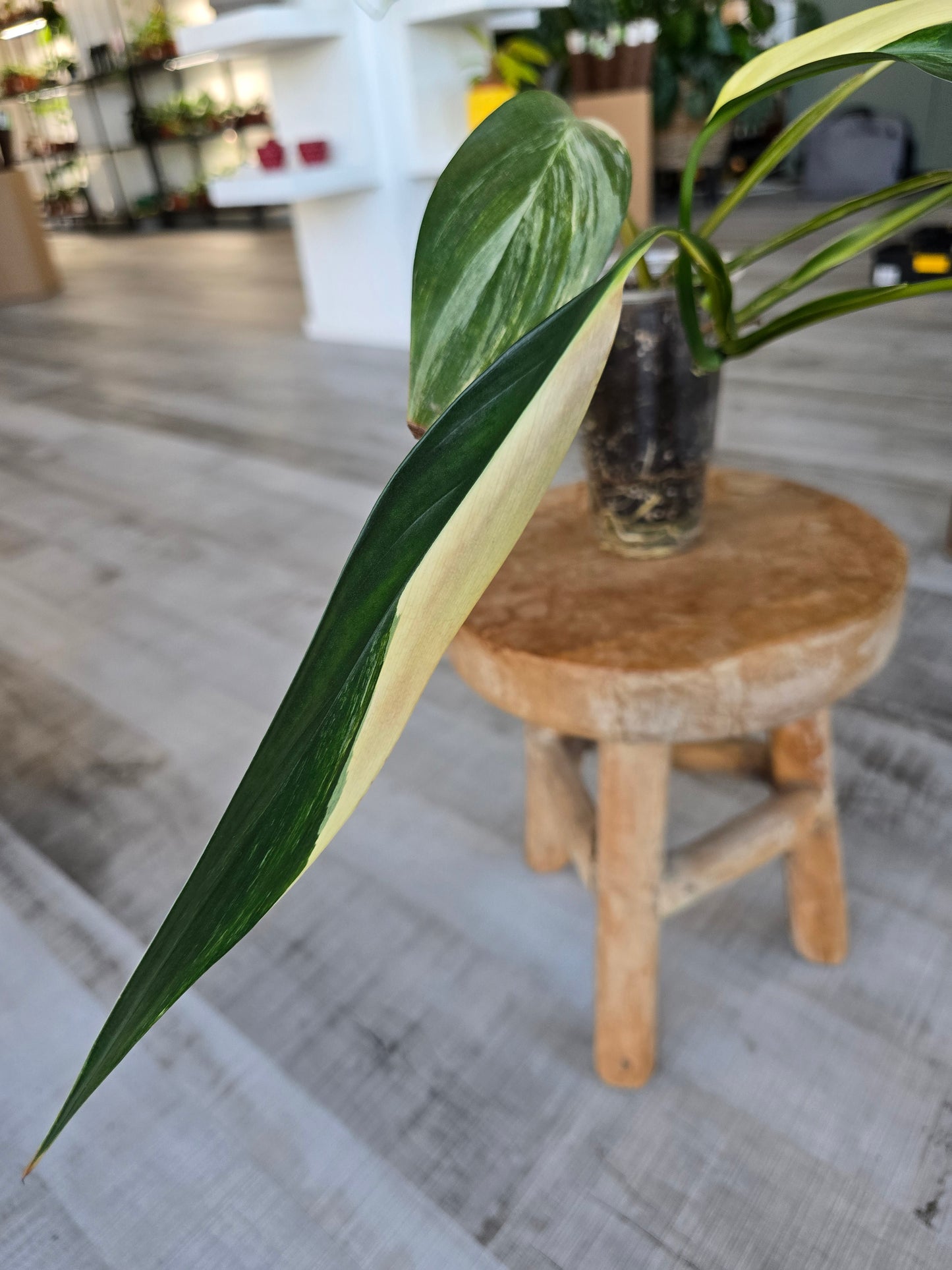 Epipremnum Amplissimum Aurea Variegata