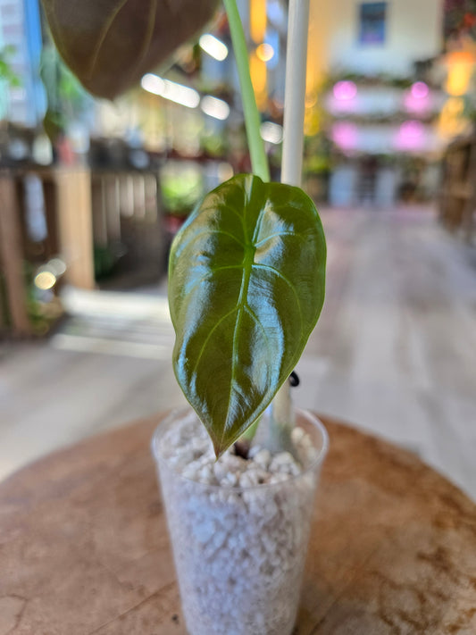 Alocasia Cuprea (JP)