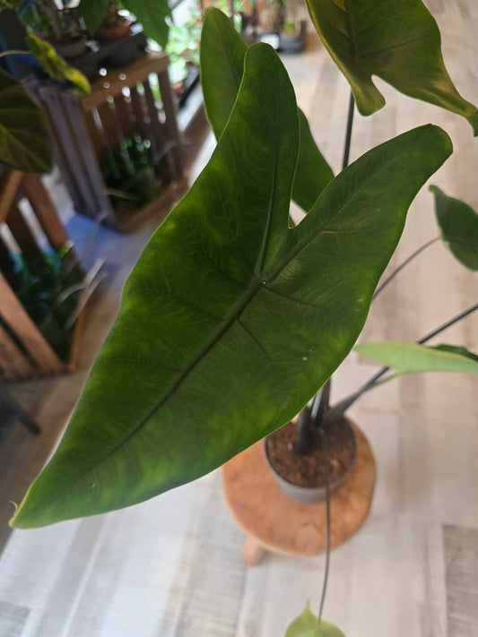 Alocasia Black Zebrina