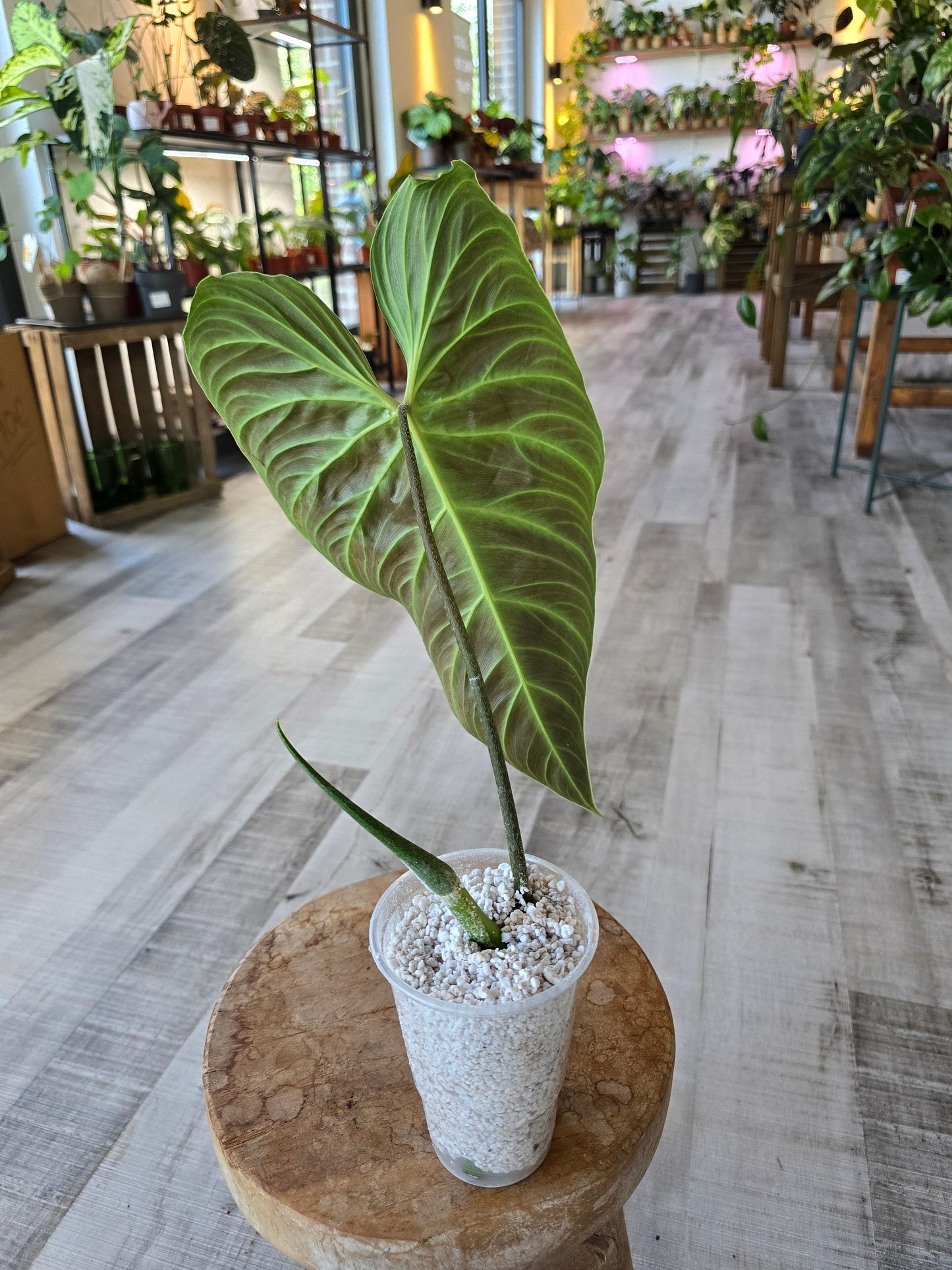 Philodendron Splendid (RC)