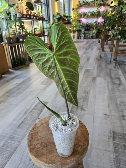 Philodendron Splendid (RC)