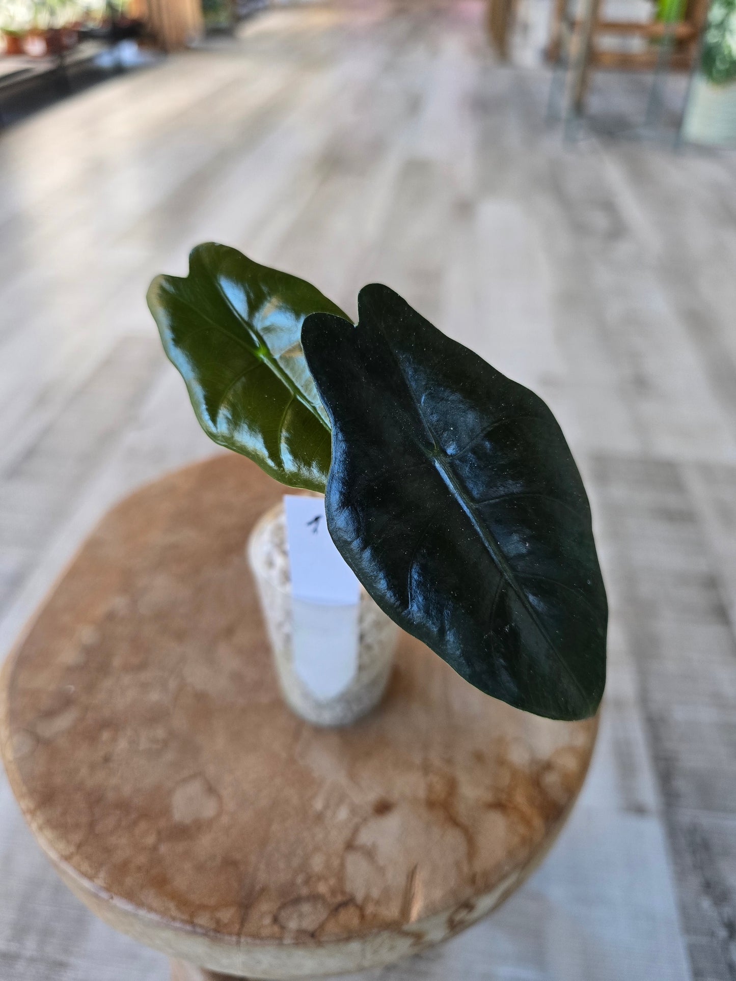 Alocasia chantrieri (JP)