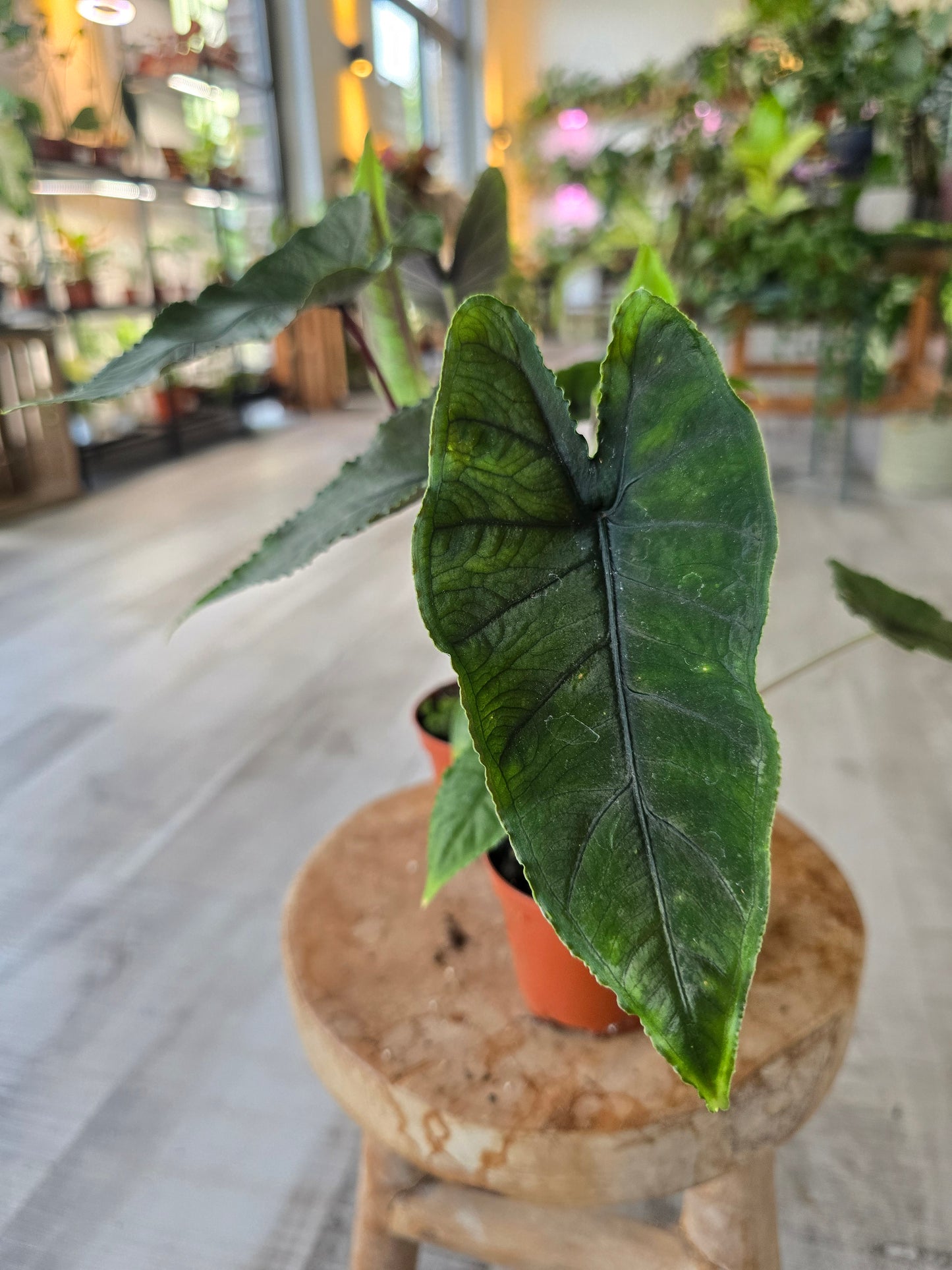 Alocasia Olanii