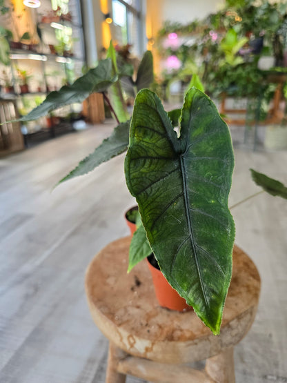 Alocasia Olanii