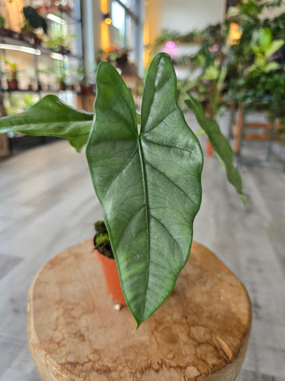 Alocasia Heterophylla 'Corazon'
