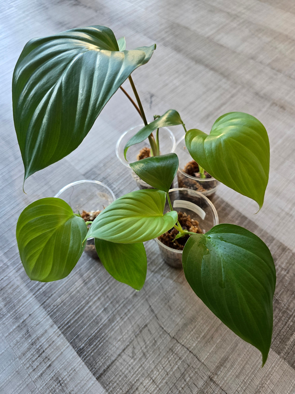 Homalomena rubescens 'Maggy'