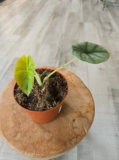 Alocasia Nebula (SC)
