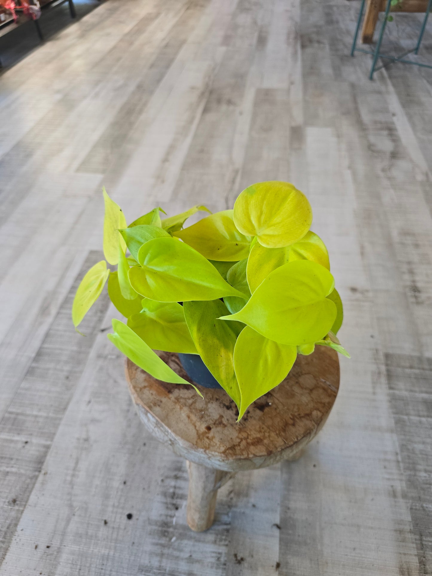 Philodendron scandens 'Lime'