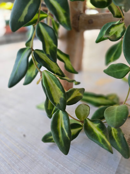 Hoya 'DS-70 Variegata'