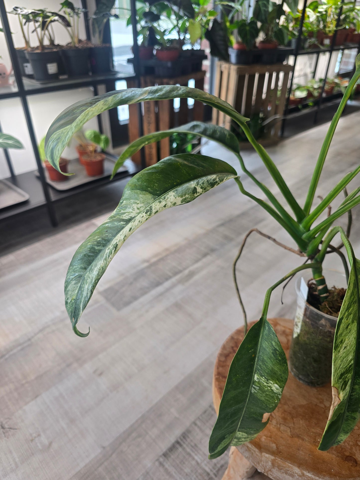 Epipremnum Giganteum variegata