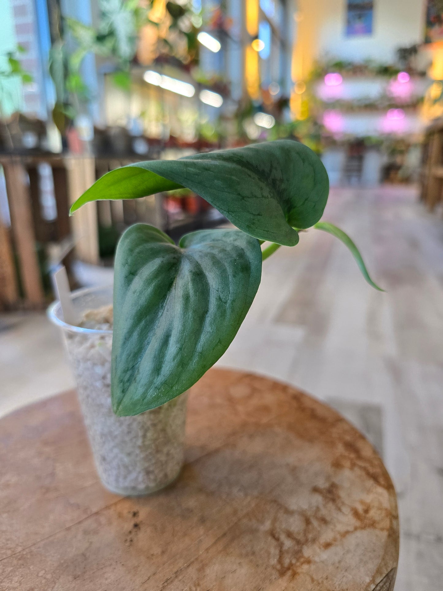 Scindapsus Silver Tattoo (RC)