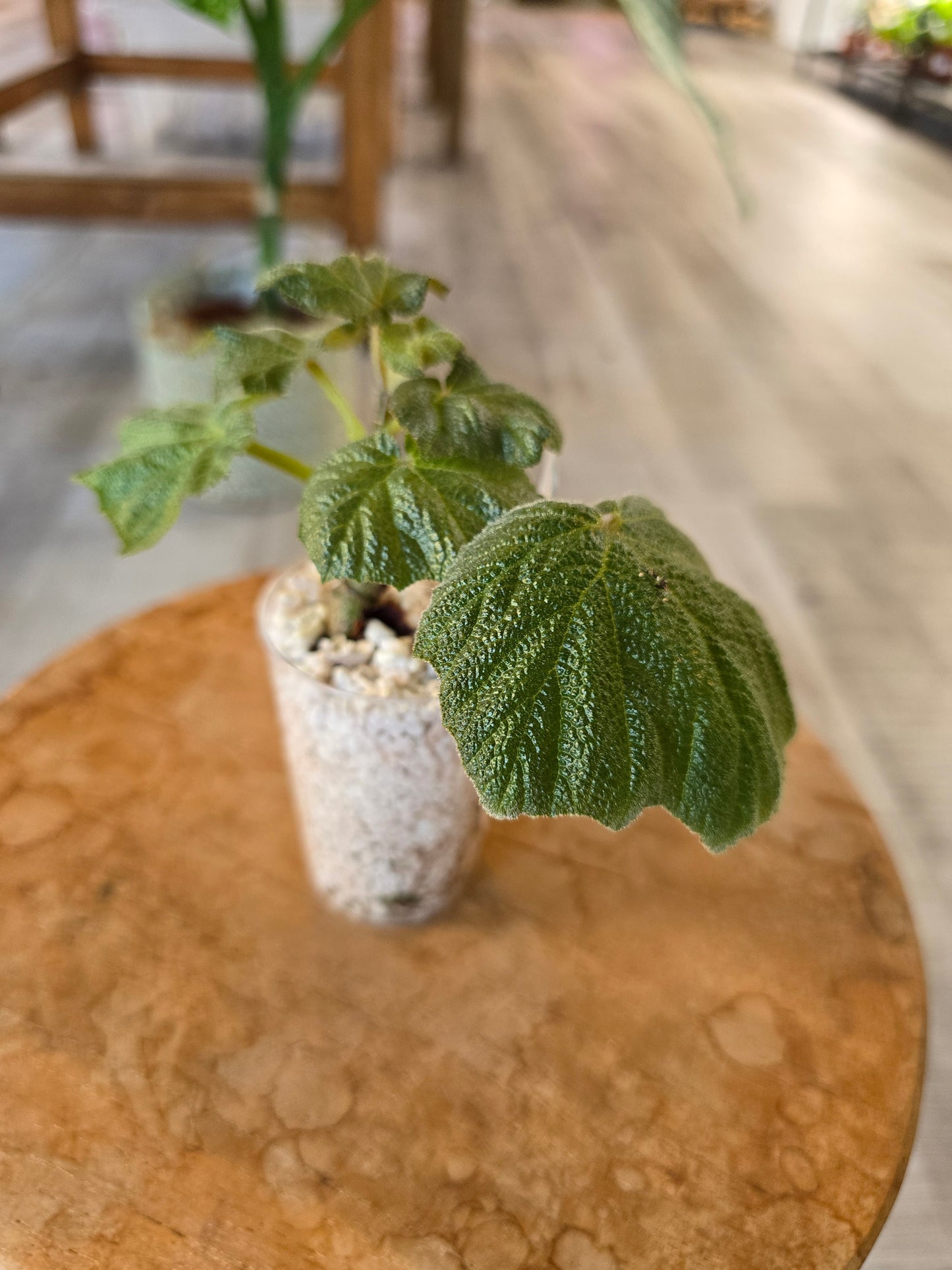 Begonia Boomer (RC6)