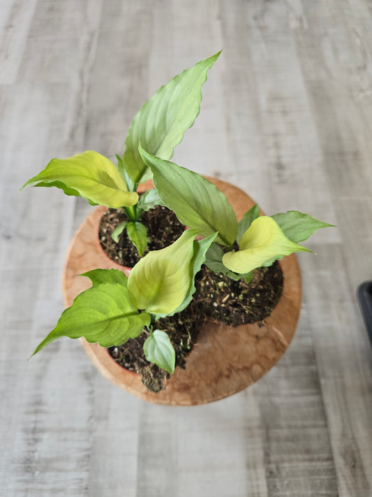 Spathiphyllum Blue Ice
