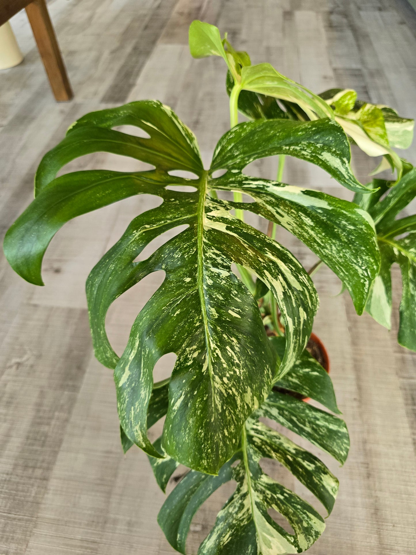 Monstera deliciosa variegata (1)