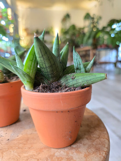 Sansevieria Rookie