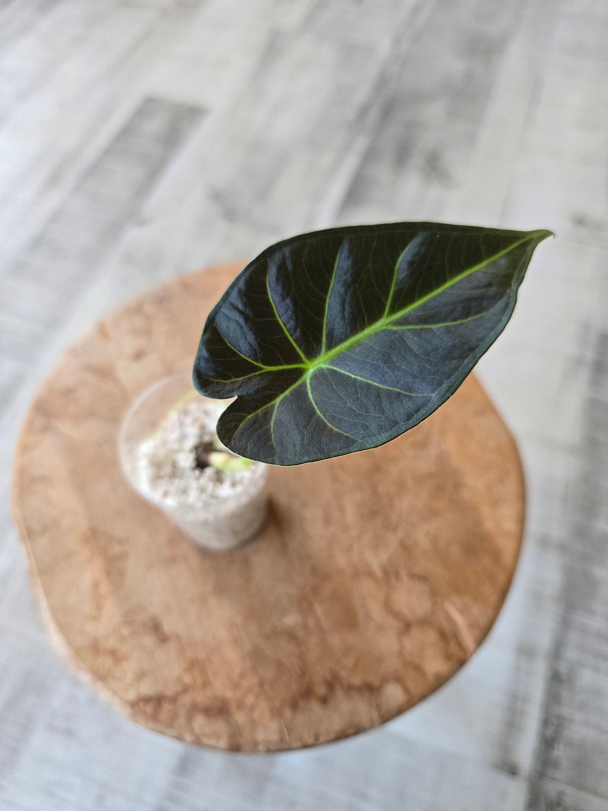Alocasia Regal Shield (JP)