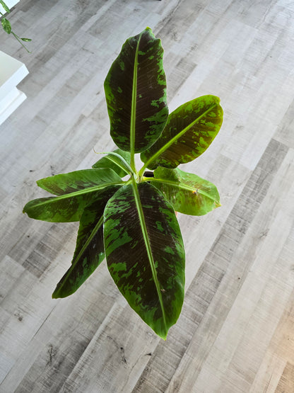Musa Dwarf Cavendish